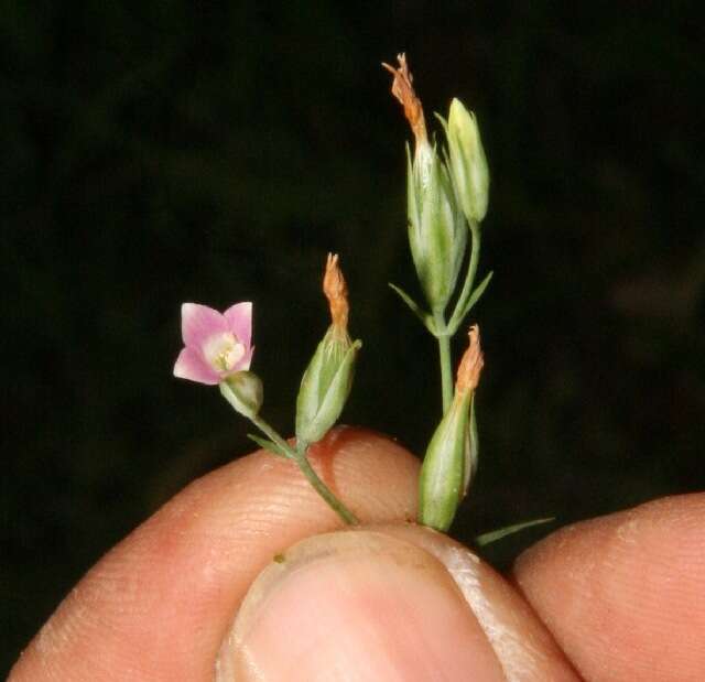 Image of Schultesia lisianthoides (Griseb.) Benth. & Hook. fil. ex Hemsl.