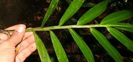 Image of creeping stalkgrass