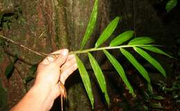 Image of creeping stalkgrass