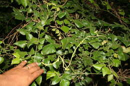 Image of Chihuahuan snoutbean