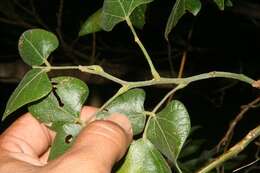 Image of Chihuahuan snoutbean