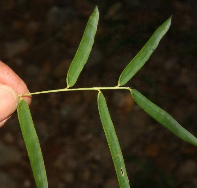 Image de Rhipidocladum racemiflorum (Steud.) McClure