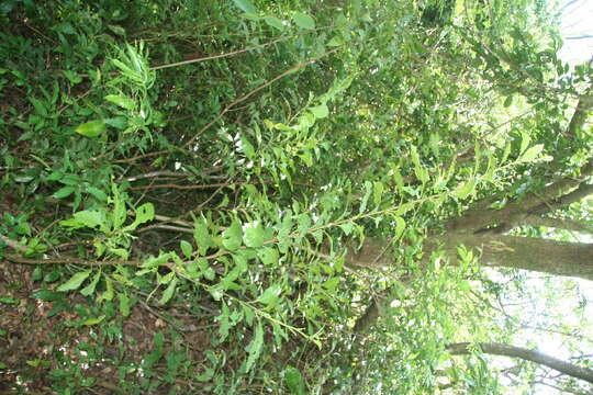 Image of Solanum rovirosanum J. D. Sm.