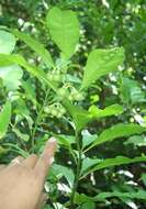 Image of Solanum rovirosanum J. D. Sm.