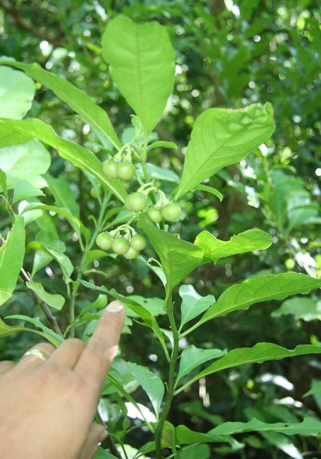 Image of Solanum rovirosanum J. D. Sm.