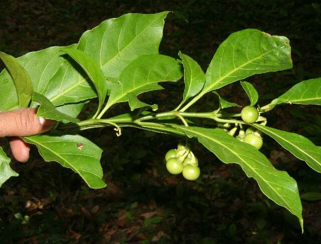 Image of Solanum rovirosanum J. D. Sm.