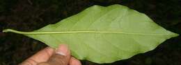 Image of Solanum rovirosanum J. D. Sm.