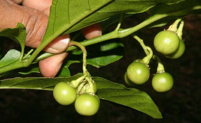 Image of Solanum rovirosanum J. D. Sm.