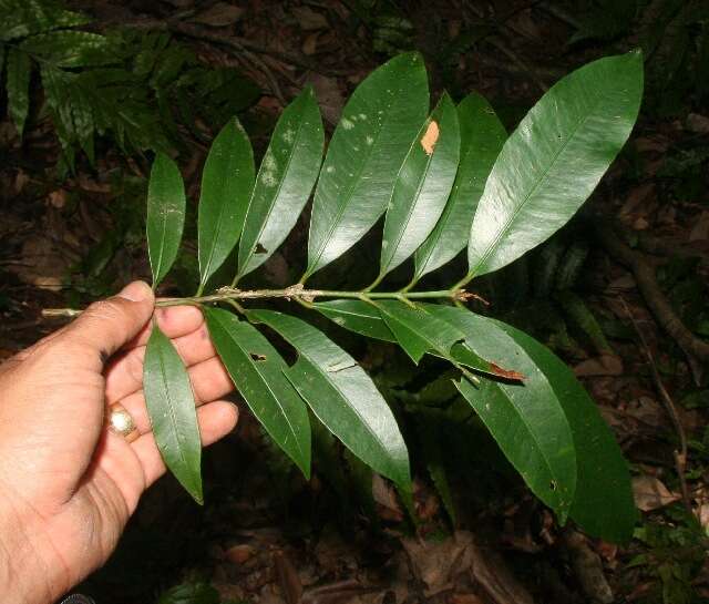 Image de Garcinia intermedia (Pittier) B. Hammel