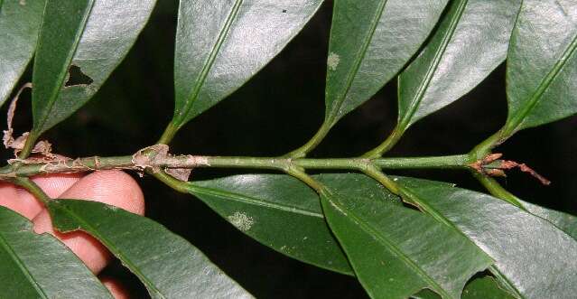 Image de Garcinia intermedia (Pittier) B. Hammel