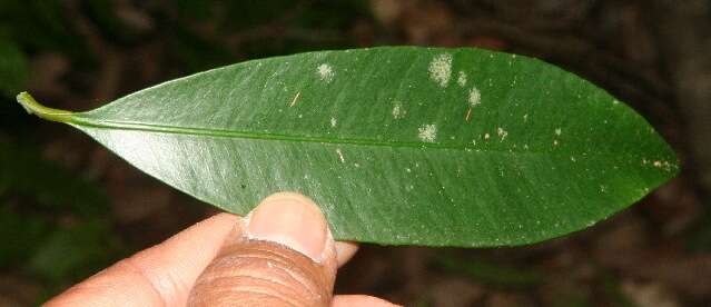 Image de Garcinia intermedia (Pittier) B. Hammel