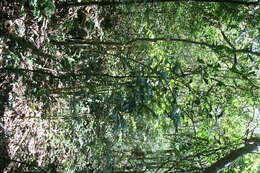 Image of Rochefortia lundellii Camp