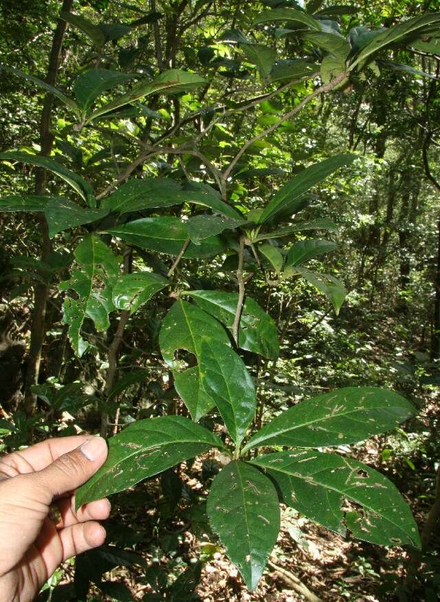 Imagem de Rochefortia lundellii Camp