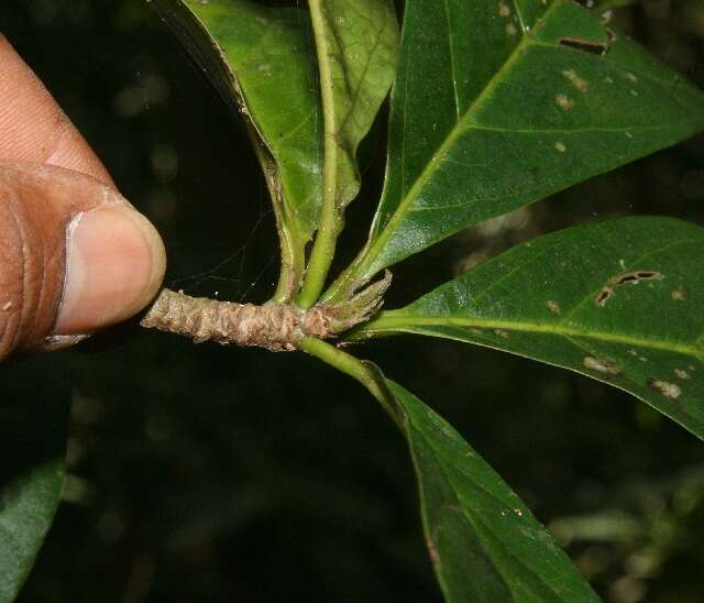 Image of Rochefortia lundellii Camp