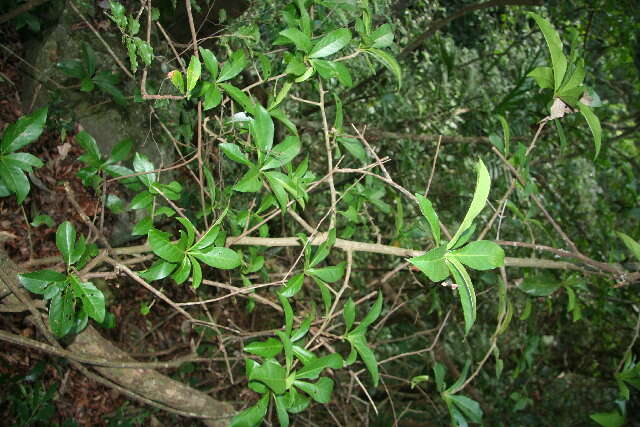 Image of Rochefortia lundellii Camp
