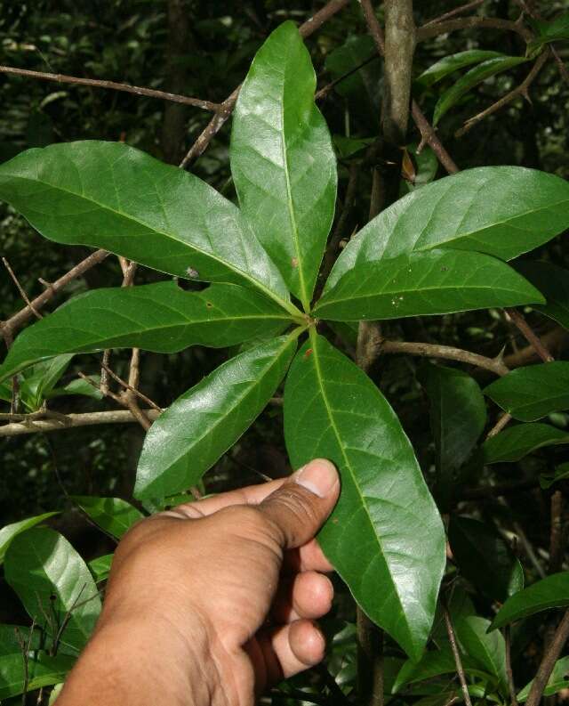 Image of Rochefortia lundellii Camp