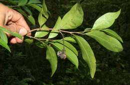 Imagem de Desmopsis bibracteata (B. L. Rob.) Saff.