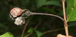 Imagem de Desmopsis bibracteata (B. L. Rob.) Saff.