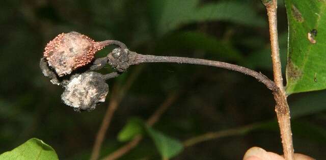 Image of Desmopsis bibracteata (B. L. Rob.) Saff.