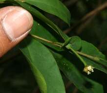 Image of Desmopsis bibracteata (B. L. Rob.) Saff.