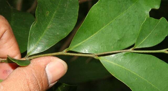 Image of Desmopsis bibracteata (B. L. Rob.) Saff.