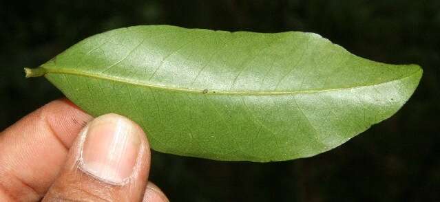 Image of Desmopsis bibracteata (B. L. Rob.) Saff.