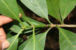 Image of Ixora floribunda (A. Rich.) Griseb.
