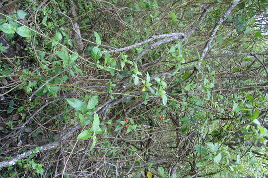 Image of Lycianthes multiflora Bitter