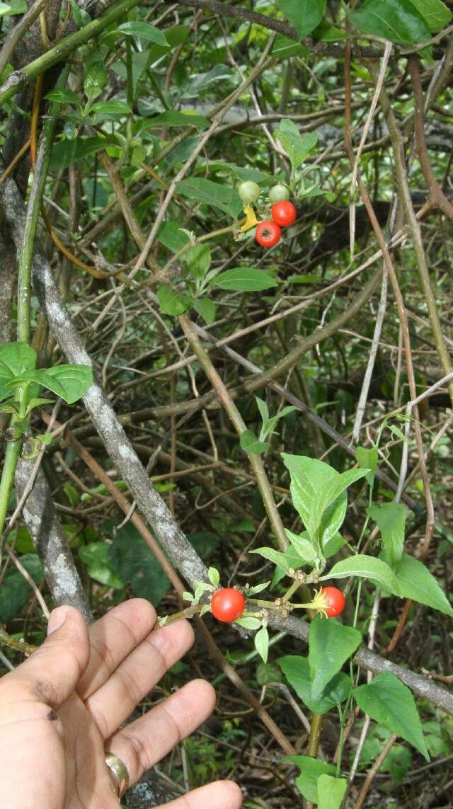 Image of Lycianthes multiflora Bitter