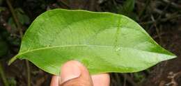 Image of Lycianthes multiflora Bitter