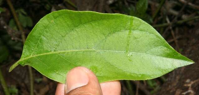 Image of Lycianthes multiflora Bitter