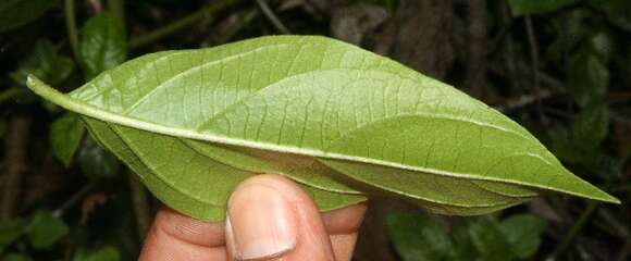 Image of Lycianthes multiflora Bitter