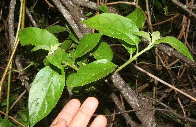 Image of Lycianthes multiflora Bitter