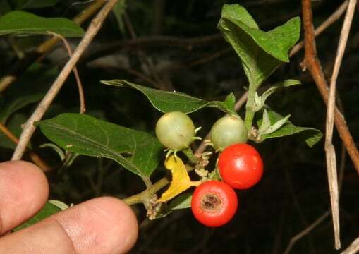 Image of Lycianthes multiflora Bitter