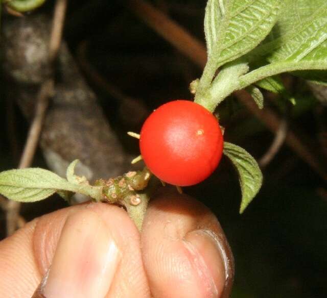 Image of Lycianthes multiflora Bitter