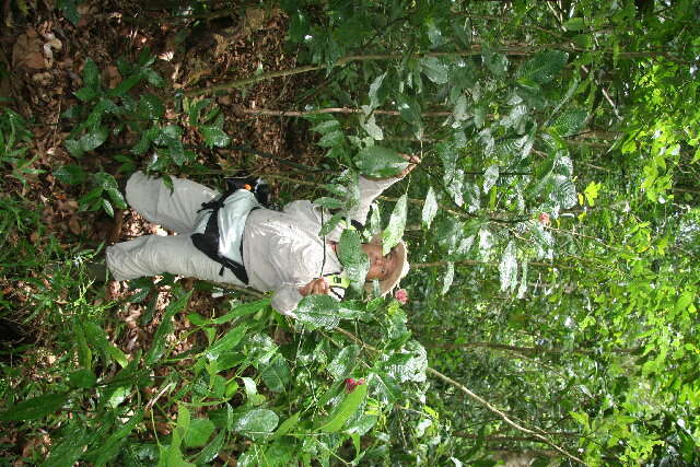 Plancia ëd Psychotria chiriquiensis (Standl.) C. M. Taylor