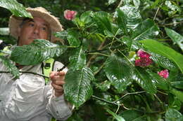 Image of Psychotria chiriquiensis (Standl.) C. M. Taylor