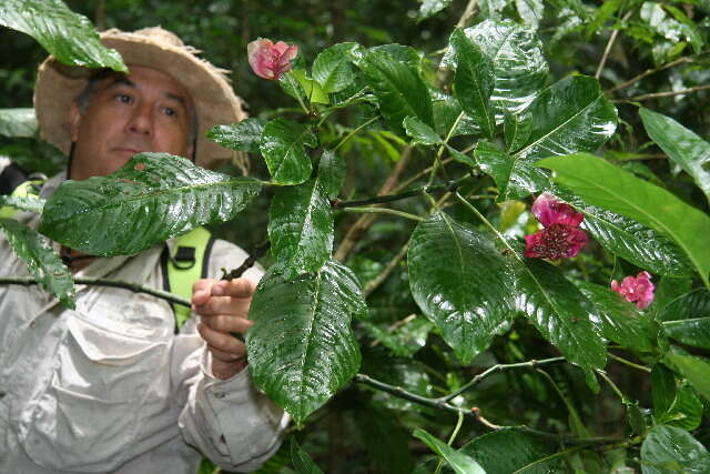 Plancia ëd Psychotria chiriquiensis (Standl.) C. M. Taylor