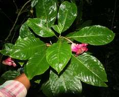 Image of Psychotria chiriquiensis (Standl.) C. M. Taylor