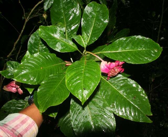 Plancia ëd Psychotria chiriquiensis (Standl.) C. M. Taylor