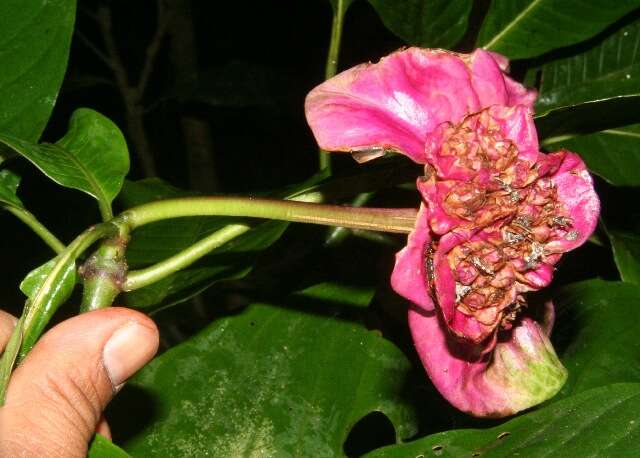 Plancia ëd Psychotria chiriquiensis (Standl.) C. M. Taylor