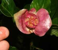 Image of Psychotria chiriquiensis (Standl.) C. M. Taylor