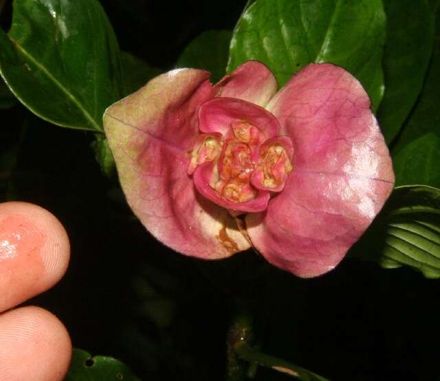 Plancia ëd Psychotria chiriquiensis (Standl.) C. M. Taylor