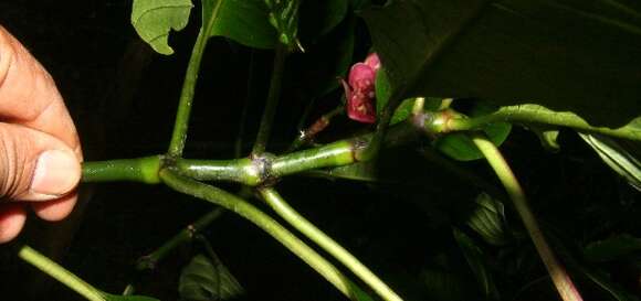 Plancia ëd Psychotria chiriquiensis (Standl.) C. M. Taylor