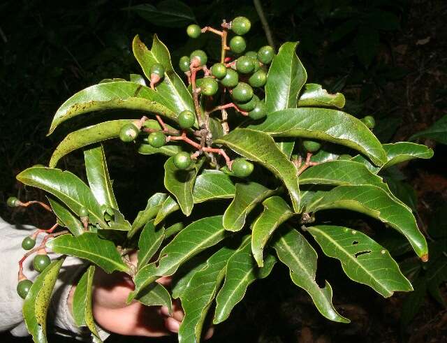 Image of Ocotea whitei R. E. Woodson