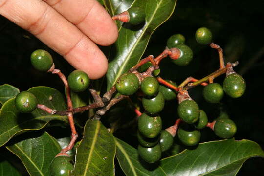 Image of Ocotea whitei R. E. Woodson