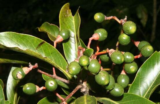 Image of Ocotea whitei R. E. Woodson