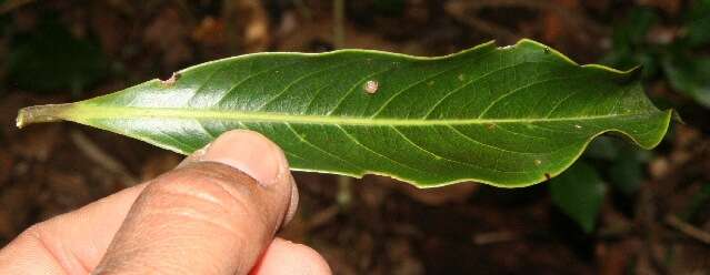 Image of Ocotea whitei R. E. Woodson