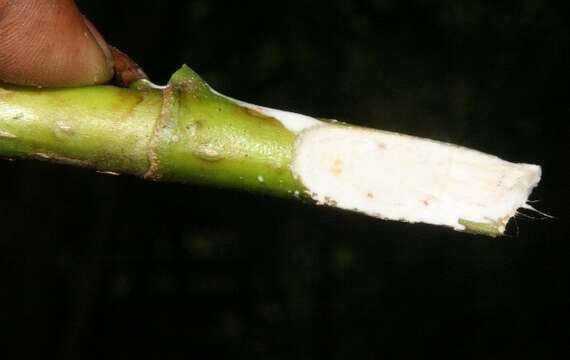 Ficus aurea Nutt.的圖片