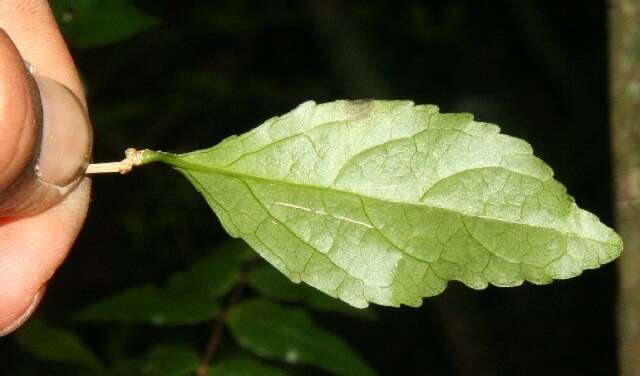 Sivun Hybanthus yucatanensis Millsp. kuva